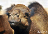 Dromedary (Camelus dromedarius)