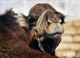 Dromedary (Camelus dromedarius)