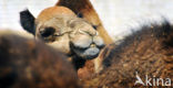 Dromedary (Camelus dromedarius)