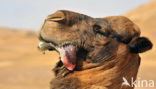 Dromedary (Camelus dromedarius)