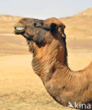 Dromedary (Camelus dromedarius)
