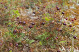 Burnet Rose (Rosa pimpinellifolia)