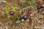 Burnet Rose (Rosa pimpinellifolia)