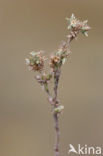 Dwergviltkruid (Filago minima) 