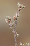 Dwergviltkruid (Filago minima) 