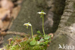 Eenbloemig wintergroen (Moneses uniflora) 