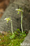 One-flowered Wintergreen (Moneses uniflora)