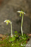 One-flowered Wintergreen (Moneses uniflora)