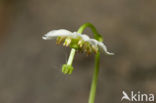 Eenbloemig wintergroen (Moneses uniflora) 