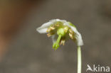 Eenbloemig wintergroen (Moneses uniflora) 