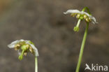 Eenbloemig wintergroen (Moneses uniflora) 