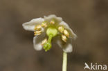 One-flowered Wintergreen (Moneses uniflora)