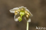 Eenbloemig wintergroen (Moneses uniflora) 