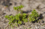 Annual Knawel (Scleranthus annuus)