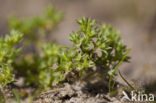 Annual Knawel (Scleranthus annuus)