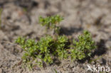 Annual Knawel (Scleranthus annuus)