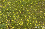 Egelboterbloem (Ranunculus flammula)