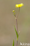 Egelboterbloem (Ranunculus flammula)