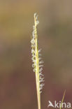 Townsend’s Cord-grass (Spartina anglica)