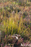 Townsend’s Cord-grass (Spartina anglica)