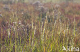 Townsend’s Cord-grass (Spartina anglica)