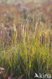 Townsend’s Cord-grass (Spartina anglica)