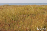 Townsend’s Cord-grass (Spartina anglica)
