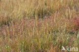 Townsend’s Cord-grass (Spartina anglica)