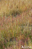 Townsend’s Cord-grass (Spartina anglica)