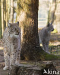 Euraziatische lynx (Lynx lynx) 