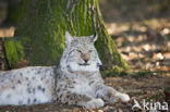 Euraziatische lynx (Lynx lynx) 