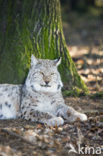 Euraziatische lynx (Lynx lynx) 