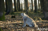 Euraziatische lynx (Lynx lynx) 