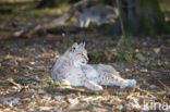 Euraziatische lynx (Lynx lynx) 