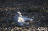 Euraziatische lynx (Lynx lynx) 