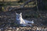 Euraziatische lynx (Lynx lynx) 