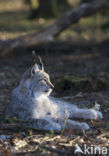 Euraziatische lynx (Lynx lynx) 