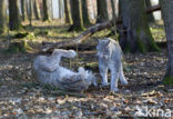 Euraziatische lynx (Lynx lynx) 