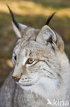 Euraziatische lynx (Lynx lynx) 