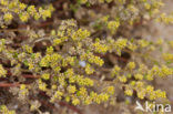 Fringed Rupturewort (Herniaria ciliolata)