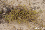 Fringed Rupturewort (Herniaria ciliolata)