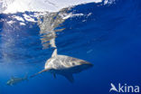 Galapagos shark (Carcharhinus galapagensis) 