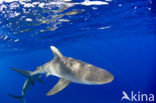 Galapagos shark (Carcharhinus galapagensis) 