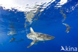 Galapagoshaai (Carcharhinus galapagensis) 