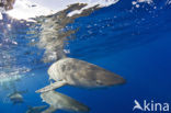 Galapagoshaai (Carcharhinus galapagensis) 