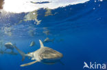 Galapagoshaai (Carcharhinus galapagensis) 