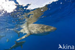 Galapagoshaai (Carcharhinus galapagensis) 