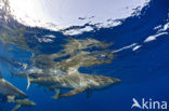 Galapagoshaai (Carcharhinus galapagensis) 