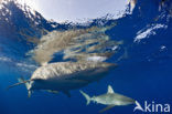 Galapagos shark (Carcharhinus galapagensis) 