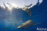 Galapagoshaai (Carcharhinus galapagensis) 